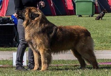 Knockando's Waikato Quincyson image