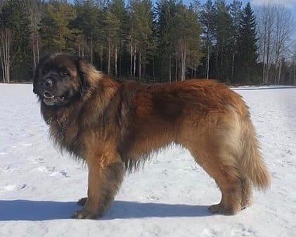 Amor-Ikarus Leo Vom Jerichower Land image